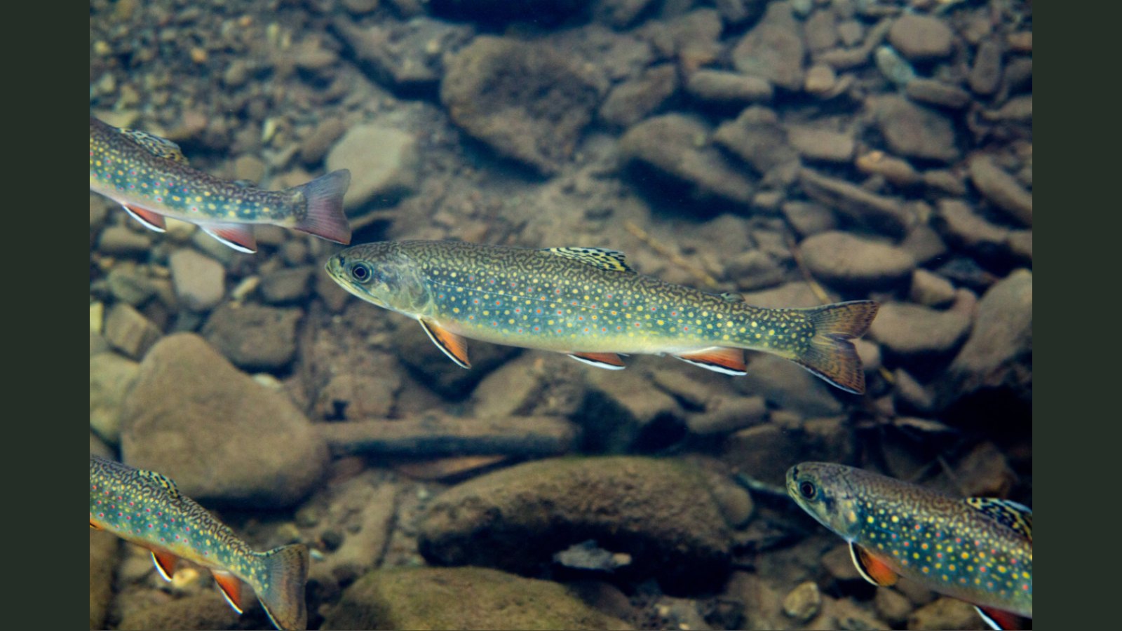 Trout Unlimited in Steelhead Alley: The Conservation Organization That Keeps the Rivers Fishing