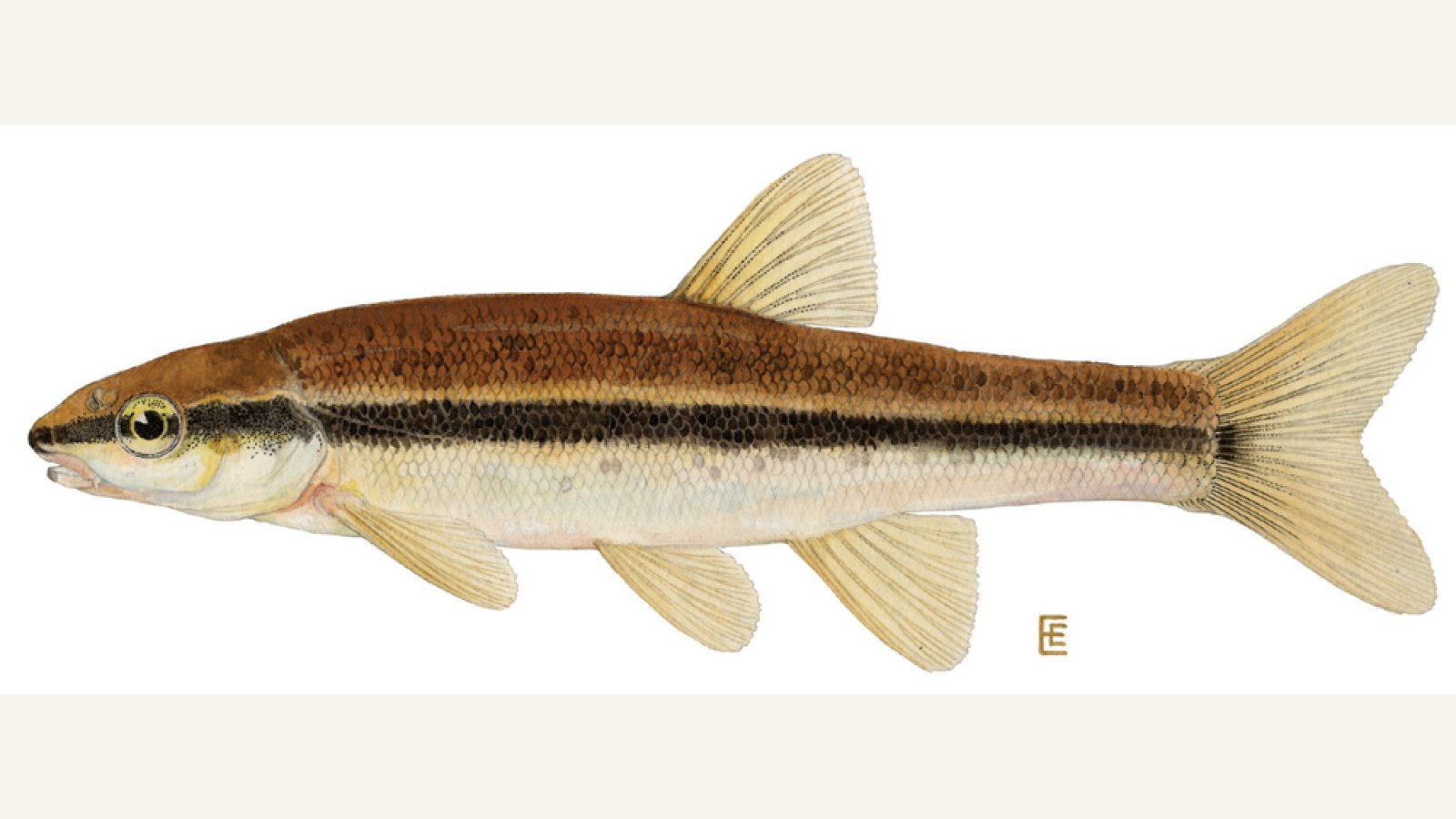 Eastern blacknose dace illustration with dark lateral stripe