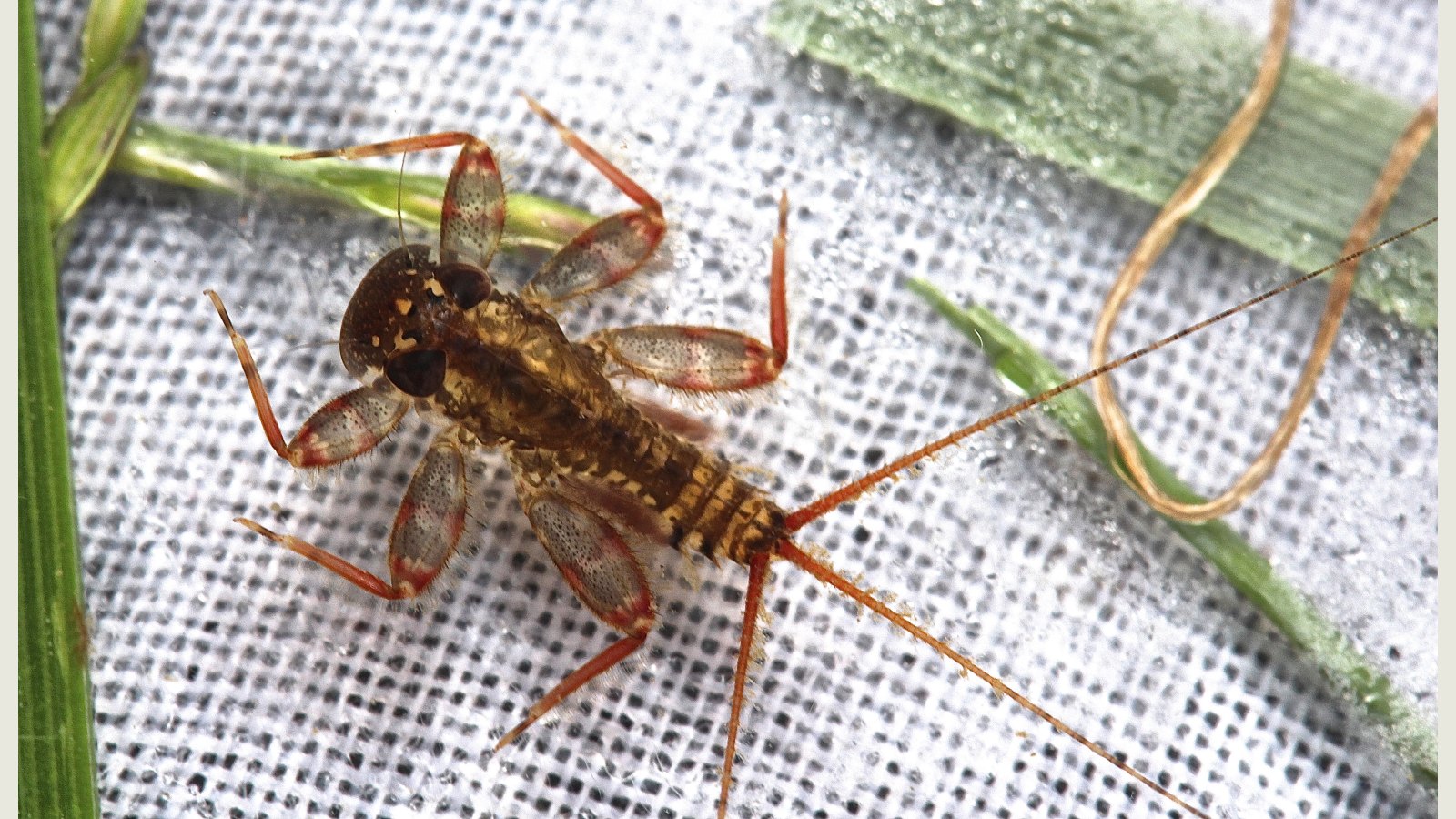 Maccaffertium vicarium flatheaded mayfly nymph