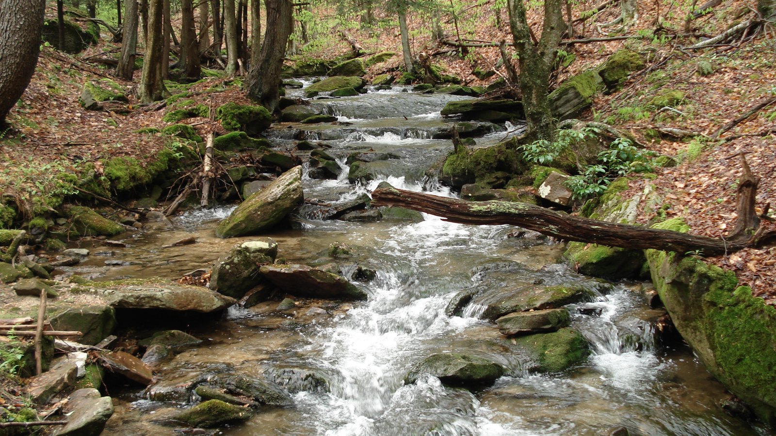 Brook Trout Headwaters Near Steelhead Alley: Native Char Streams in OH / PA / NY Within 2 Hours