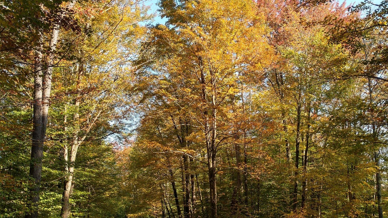 Public Lands for Inland Trout Near Steelhead Alley: State Parks, State Forests, WMAs, and Federal Lands Within 2 Hours