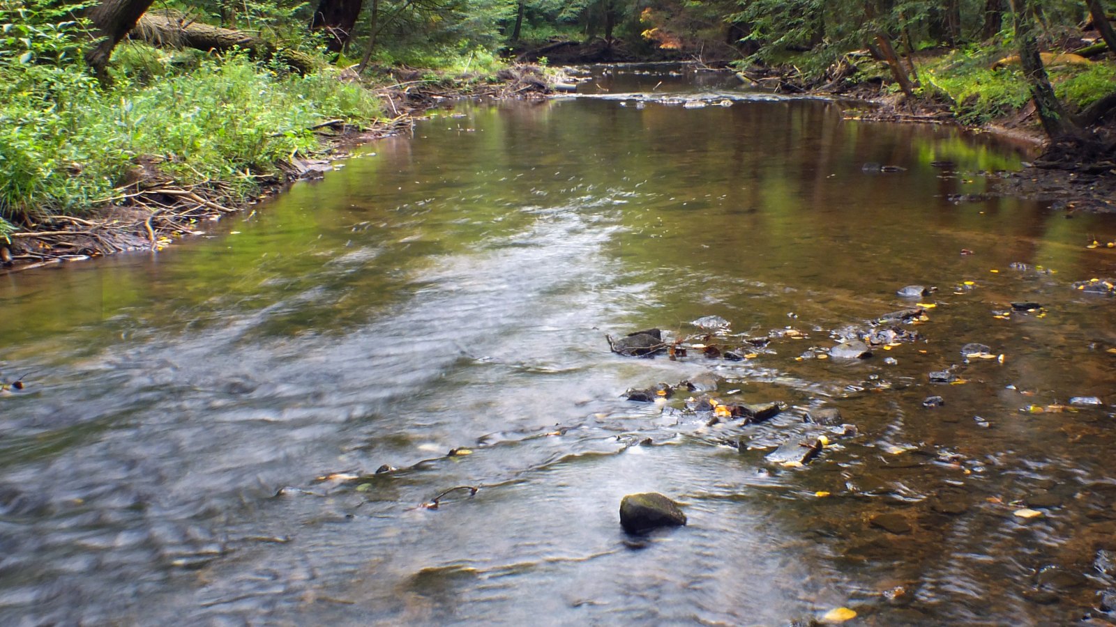Class A Wild Trout Streams Within 2 Hours of Steelhead Alley