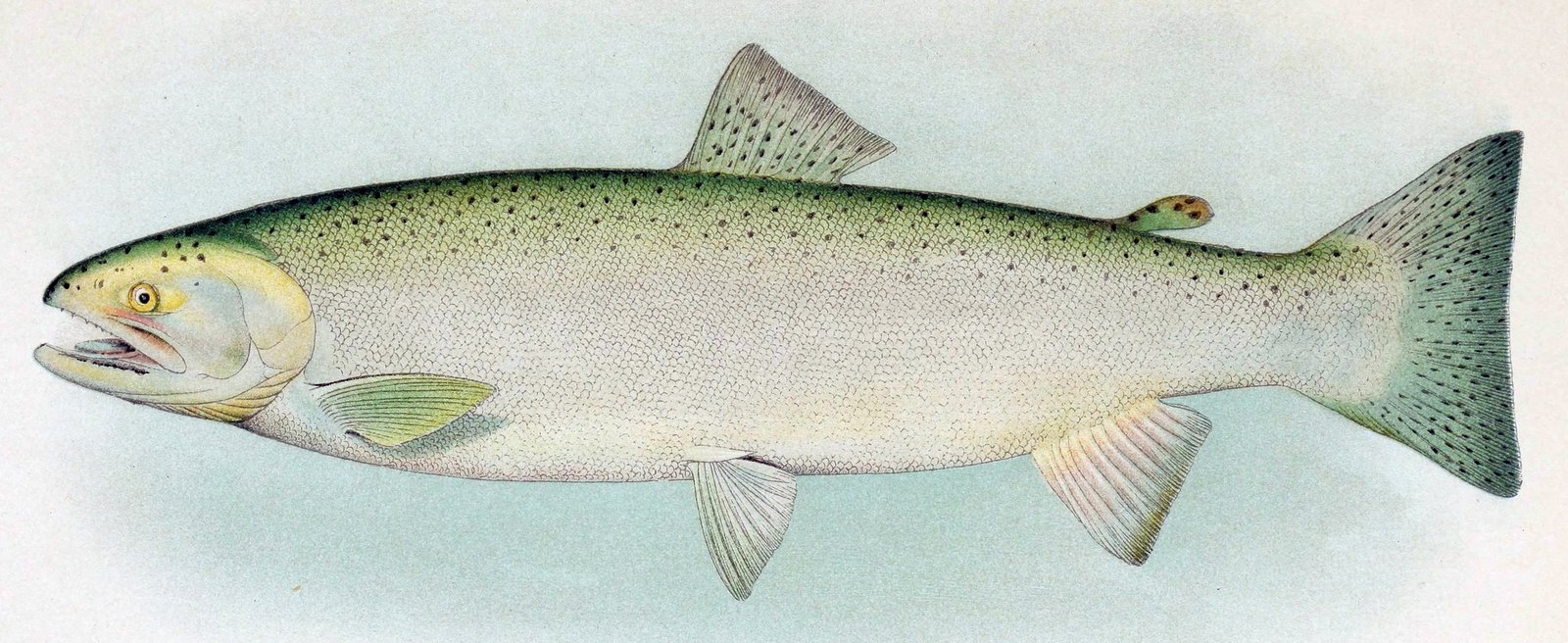 Pennsylvania and the Trout Run Strain