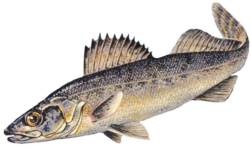 The Blue Pike