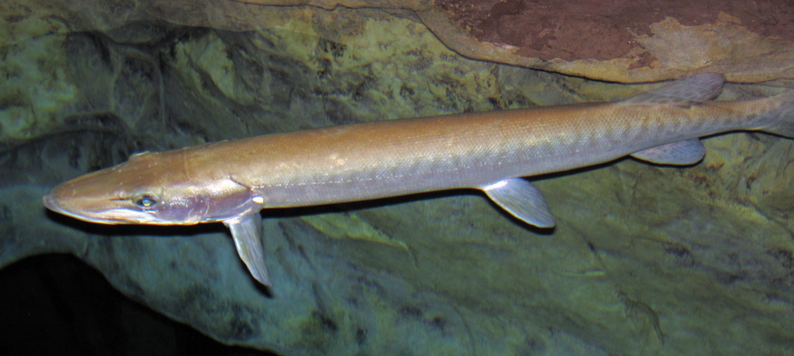 The Muskie Nobody Talks About
