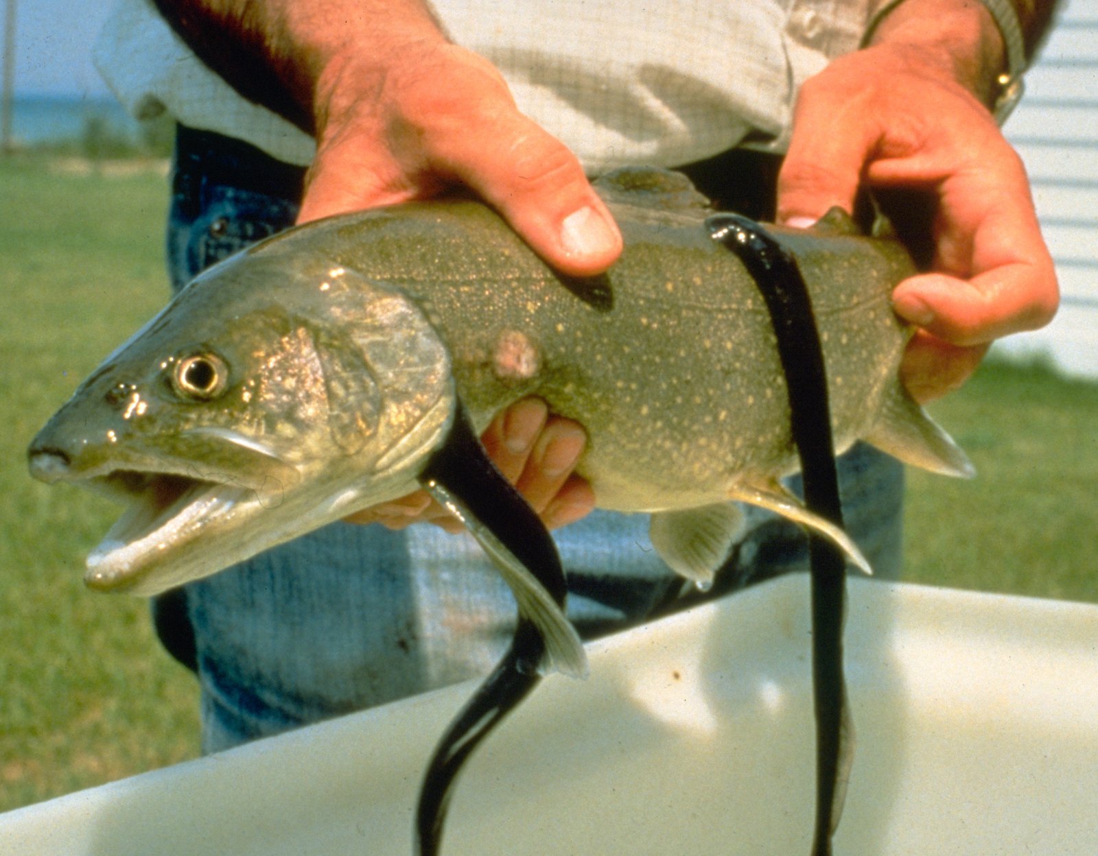 The Sea Lamprey Story