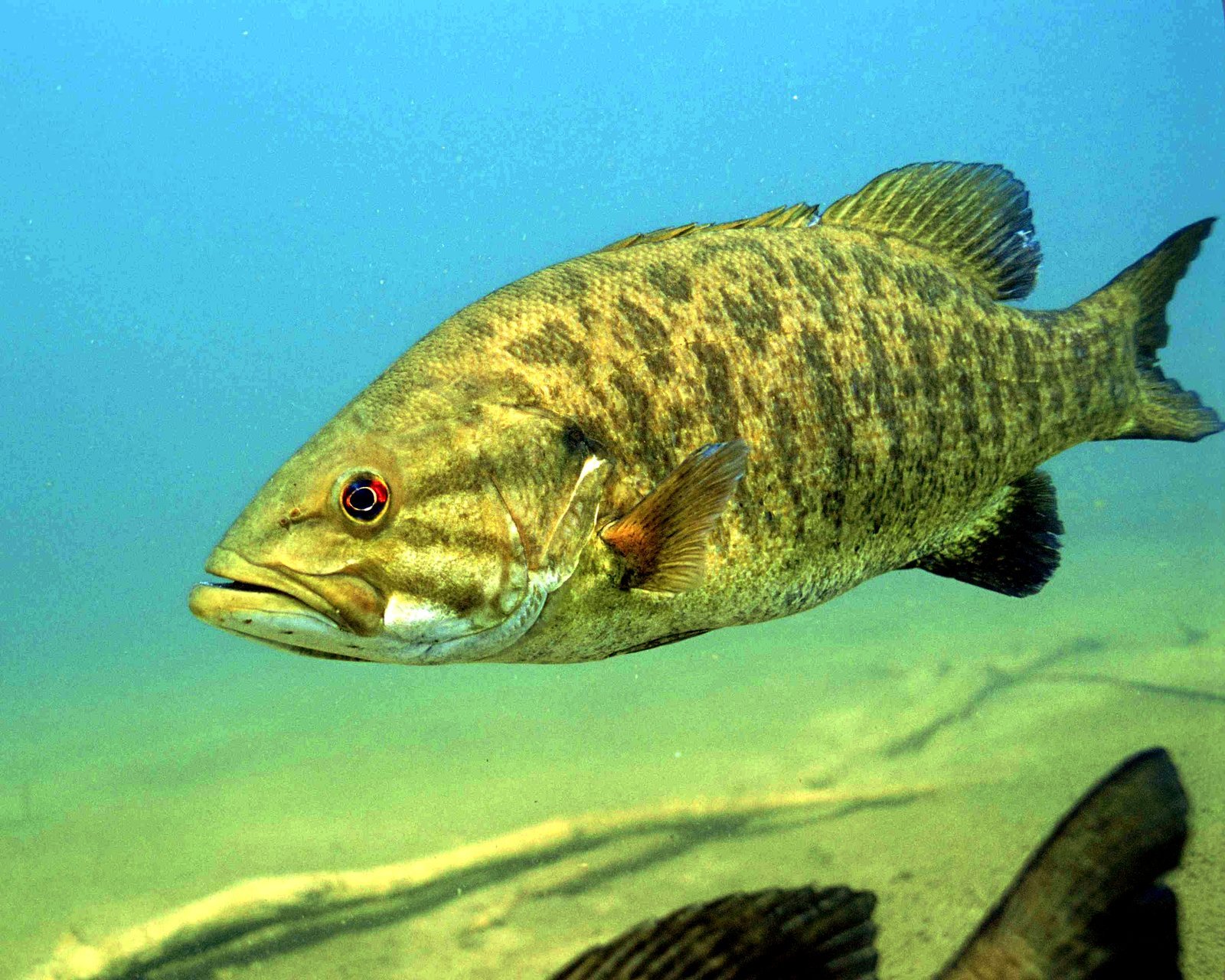 Best Lake Erie Tributaries for Smallmouth Bass