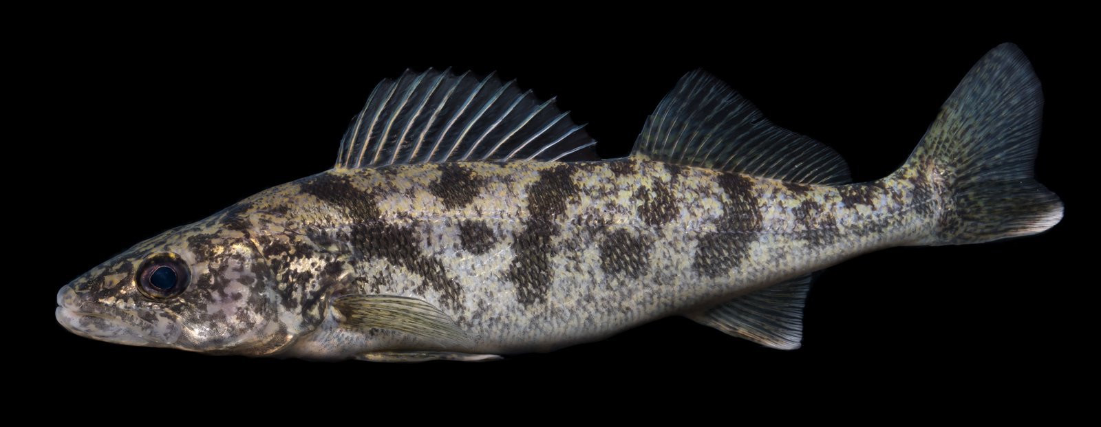 The Walleye Story