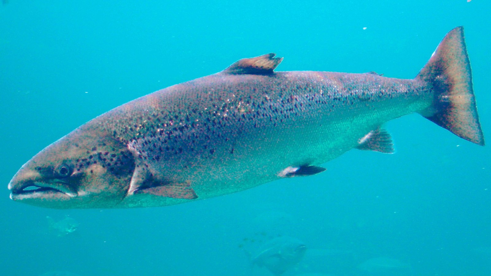 Atlantic Salmon