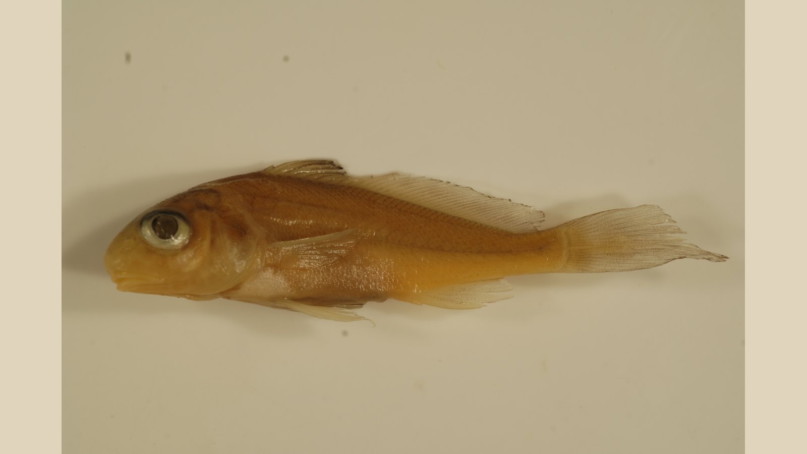 Freshwater Drum
