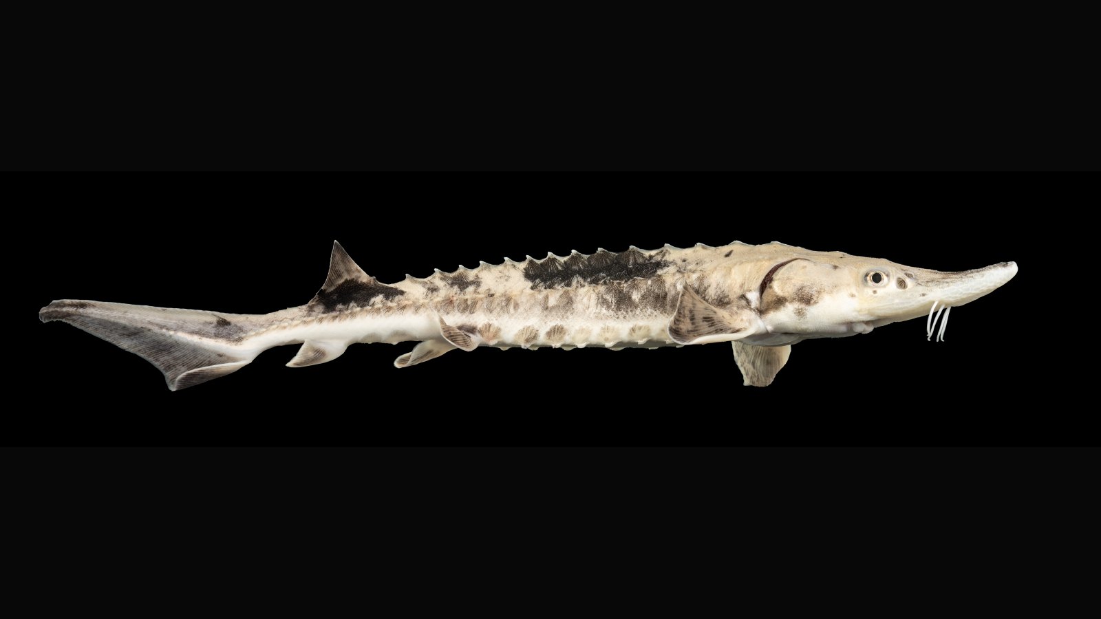 Lake Sturgeon