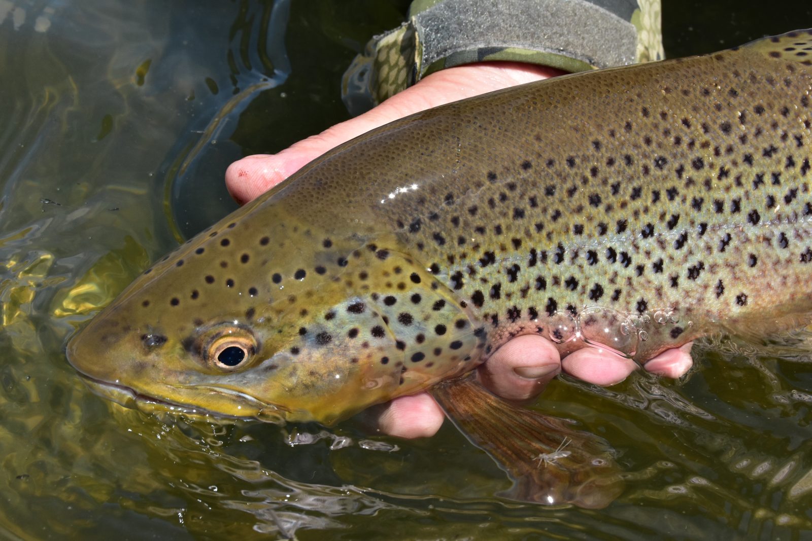Adult brown trout (Salmo trutta) in stream.