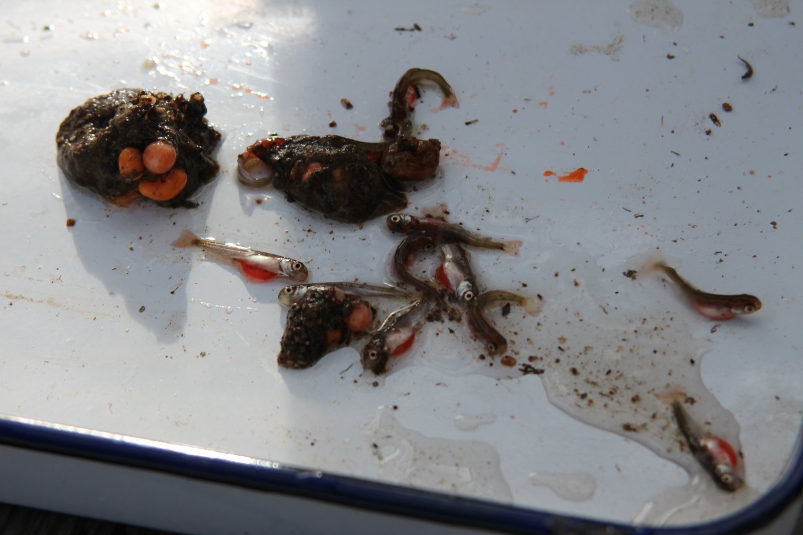 Salmonid alevin with attached yolk sacs sorted by development stage