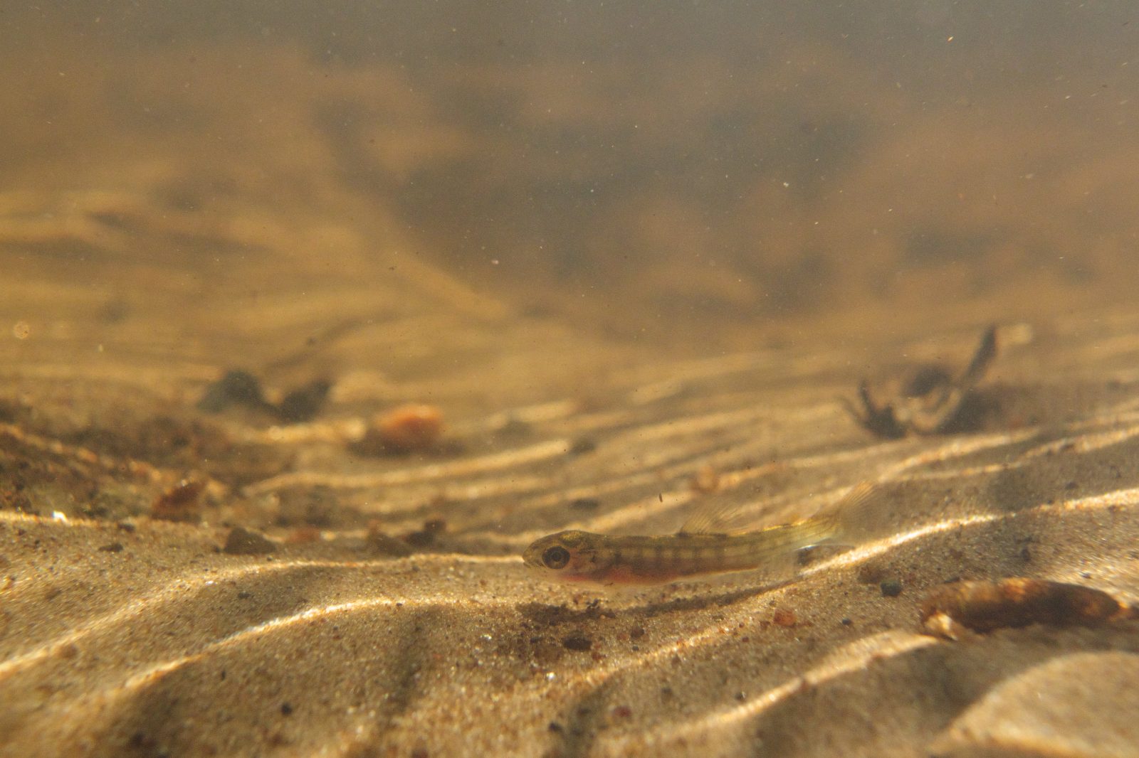 Wild brown trout fry photographed in the Pudisoo river, Estonia, with a caddisfly larva visible nearby