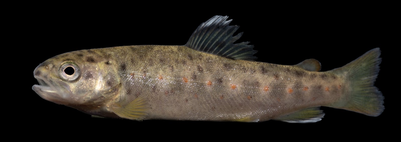 Juvenile brown trout fingerling photographed at a National Fish Hatchery