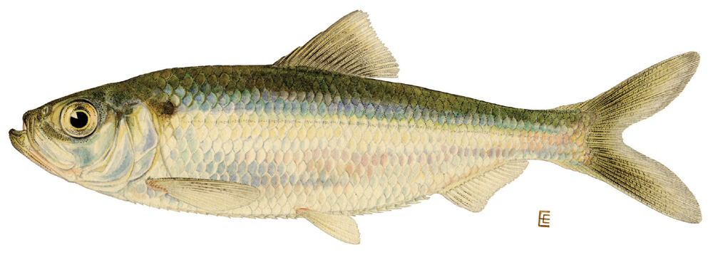 Alewife (Alosa pseudoharengus) classical fish illustration, lateral view
