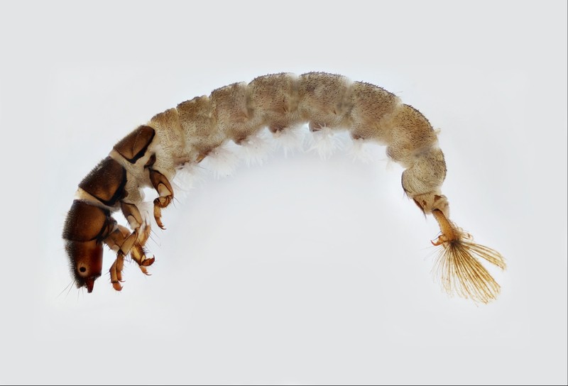 Net-spinning caddisfly larva (Hydropsyche genus) showing no case, dorsal abdominal gills, and dark sclerotized head and thorax.