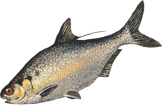 Gizzard shad (Dorosoma cepedianum) photographed by NOAA GLERL