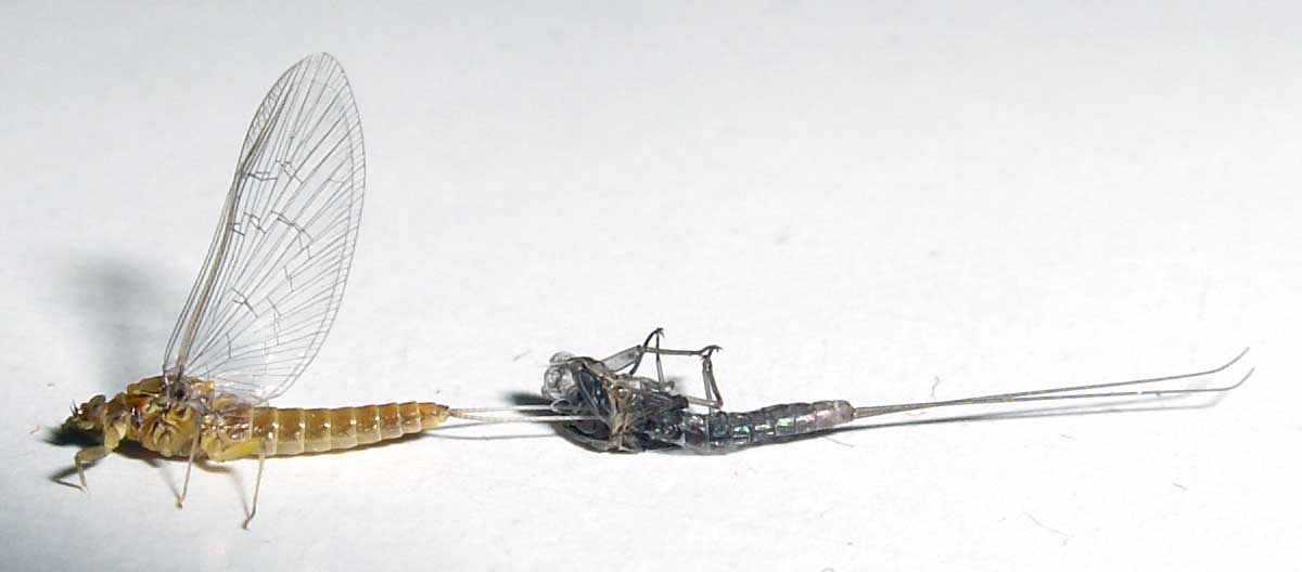 Mayfly ecdysis: freshly emerged adult subimago beside its discarded nymphal exoskeleton (exuvia).