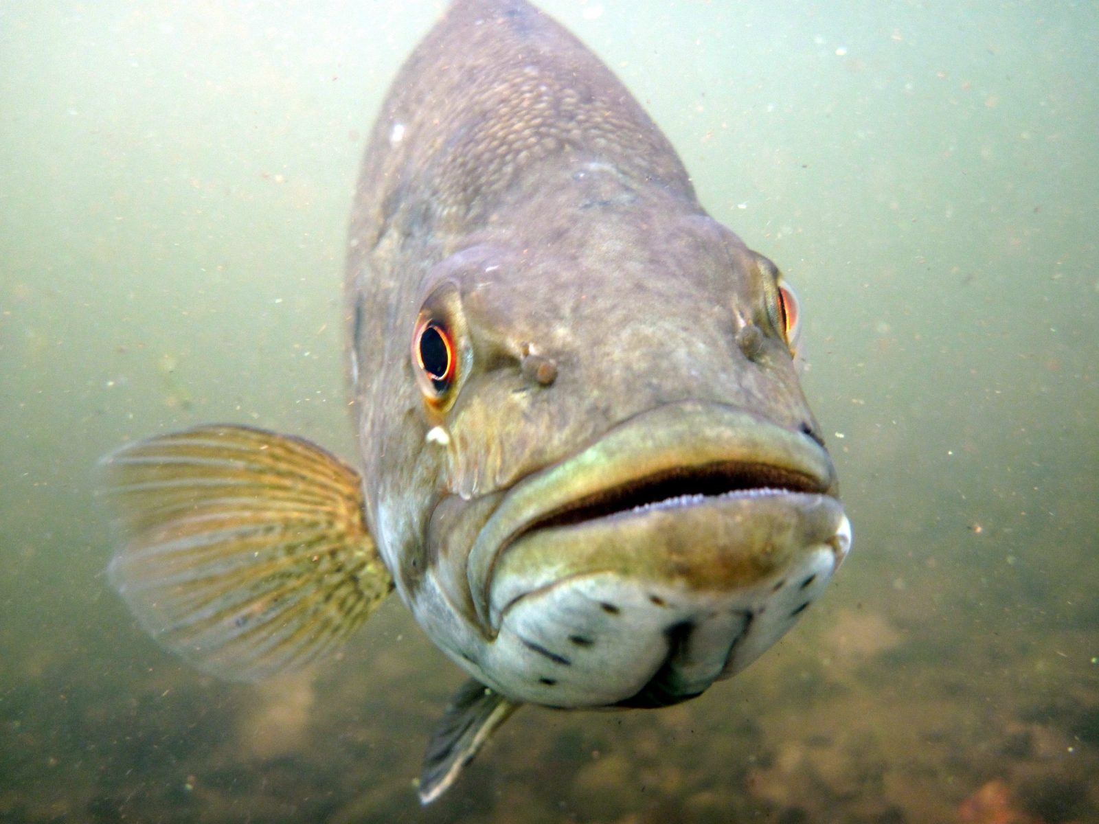 Steelhead Alley Summer Biology: Life Cycles, Coldwater Refuges, and Angler Intel