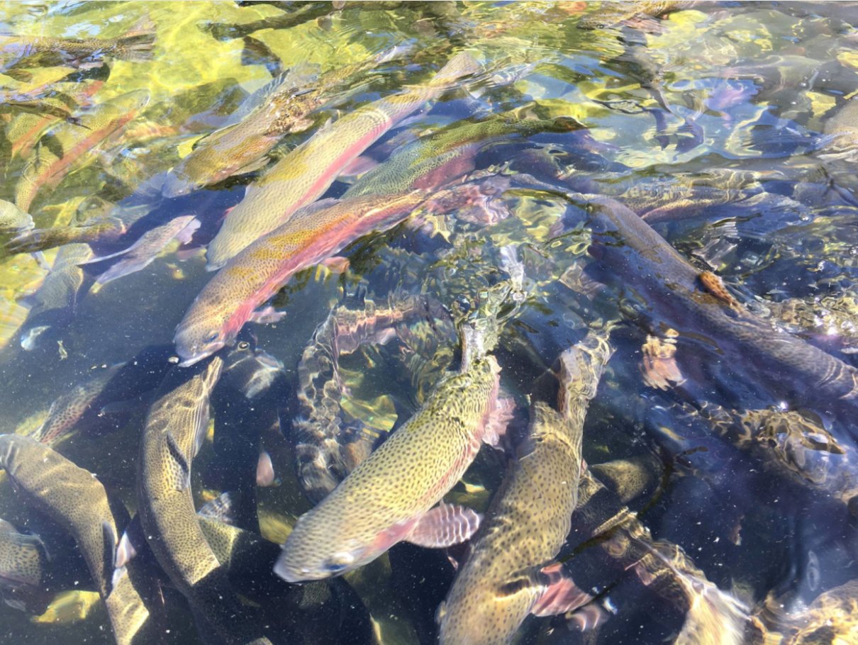 Adult rainbow trout at Erwin National Fish Hatchery.
