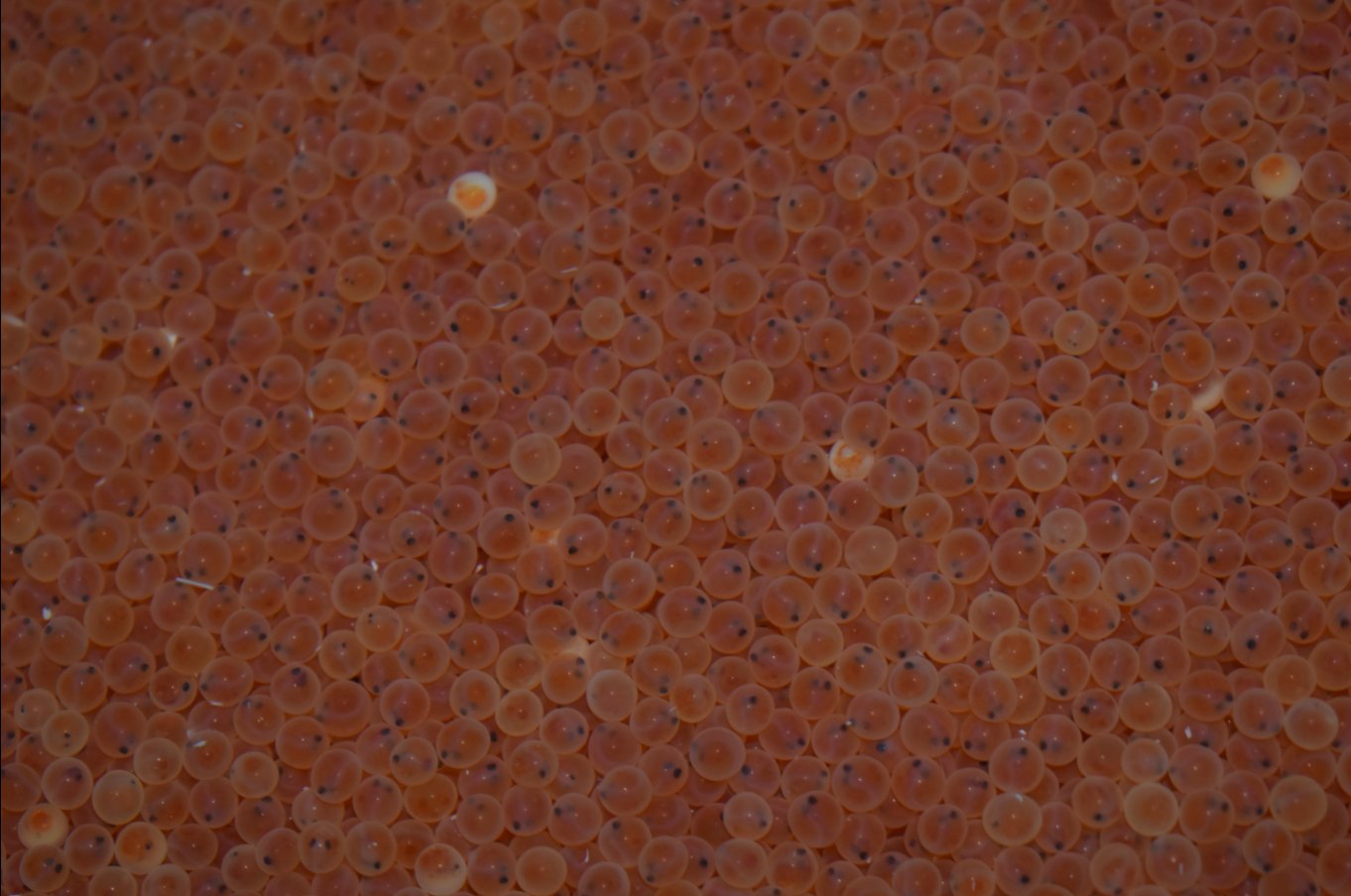 Eyed rainbow trout eggs at Erwin National Fish Hatchery, ready to hatch.
