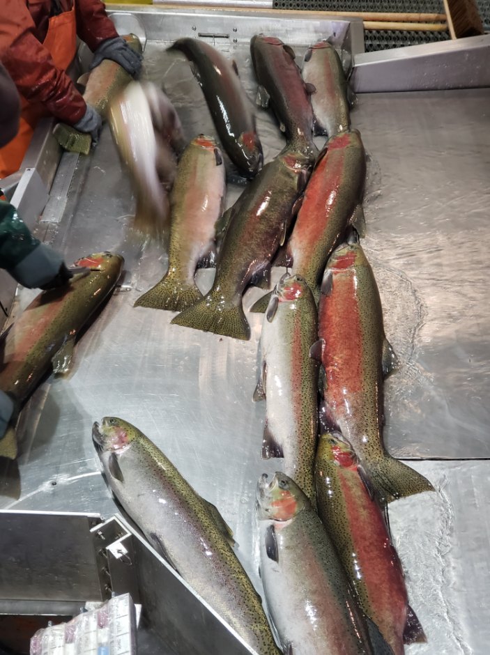 Adult steelhead on the Dworshak NFH sorting table.